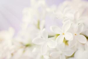 rama de flor lila blanca sobre un fondo morado con espacio de copia para el texto foto