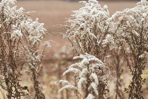 Dry soft flowers in the field on beige background. photo