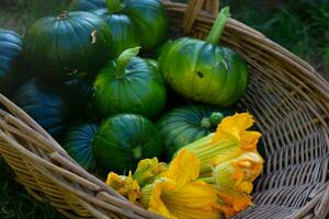 basket with log squash photo