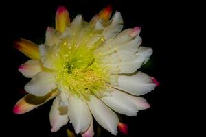 The white flower of the cactus cereus blooming at night photo