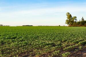 Argentinian countryside landscape with soybean plantation photo