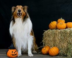 collie dog next to halloween decoration photo