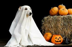 dog dressed as a ghost for halloween photo