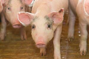 pig hatchery for pig meat consumption in the field photo