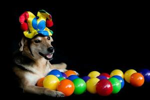 portrait of a mongrel dog with a harlequin hat and colored plots photo