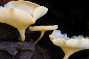 fungi that grow on the bark of the dead tree photo