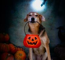 dog begging for candy on halloween photo