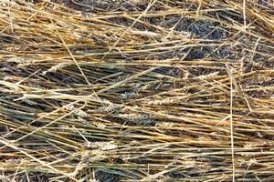 golden wheat straw bale textured background photo