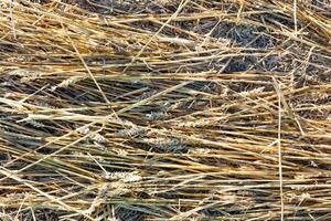 golden wheat straw bale textured background photo