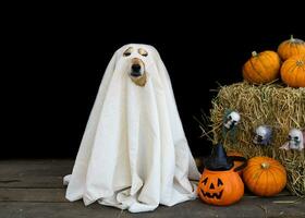 dog dressed as a ghost for halloween photo