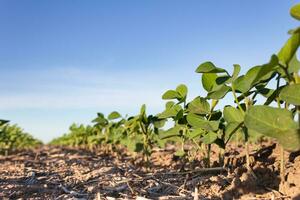 cerca arriba joven haba de soja plantación en el campo foto