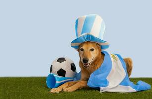 dog with party favors with the colors of Argentina photo