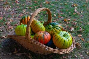 cesta lleno de maduro calabazas en otoño foto