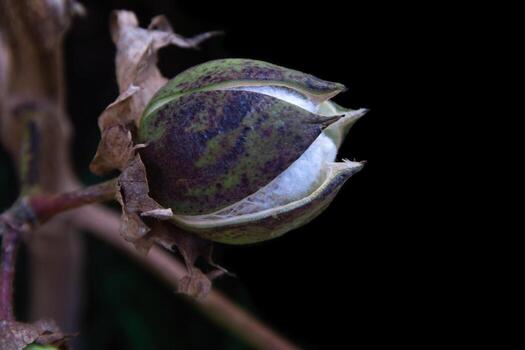 ripe cotton fruit on the plant photo