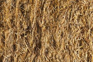 golden wheat straw bale textured background photo