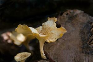 fungi that grow on the bark of the dead tree photo