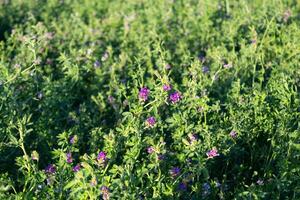 alfalfa plantation in the argentinian countryside photo