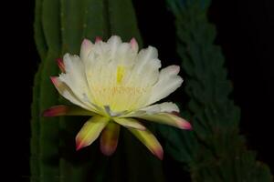 The white flower of the cactus cereus blooming at night photo