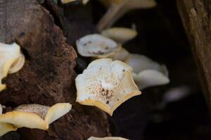 fungi that grow on the bark of the dead tree photo