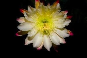 The white flower of the cactus cereus blooming at night photo