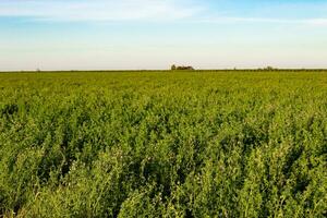 alfalfa plantation in the argentinian countryside photo