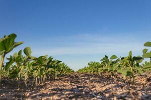 cerca arriba joven haba de soja plantación en el campo foto