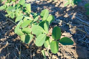 cerca arriba joven haba de soja plantación en el campo foto