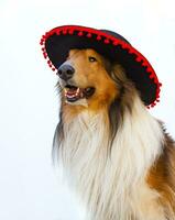 retrato de un áspero collie con flamenco sombrero foto