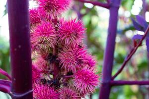 of growing castor beans on the plant photo