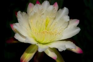 The white flower of the cactus cereus blooming at night photo