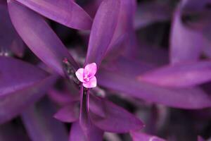 Tradescantia violet leaf plant and lilac flower color of the year photo