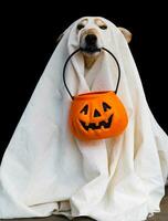 dog dressed as a ghost for halloween photo