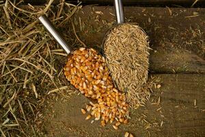 shovel spoons with horse food ingredients photo