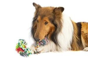 portrait of a rough collie dog with toy string ball on white background photo