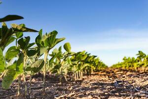 cerca arriba joven haba de soja plantación en el campo foto