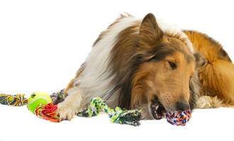 portrait of a rough collie dog with toy string ball on white background photo