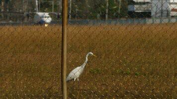 White heron in the grass on the airfield. Bird looking out for prey. Wild Egret behind the fence of the airport. Airplane on a blurred background video