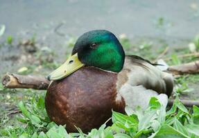 Cute Water Bird at Local Public Park's Lake of Bedford City of England Great Britain, UK. Image Was Captured on April 22nd, 2023 photo