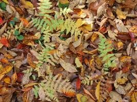 Harvest of Fall Leaves photo