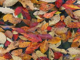 fondo de hojas de otoño foto