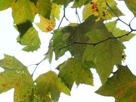 Green Leaves Background photo