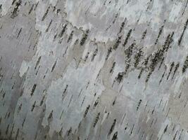 tree bark background photo