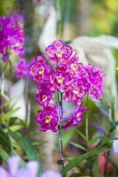 Closeup of one of the beautiful Colombian orchids. The Flowers Festival from Medelln in Colombia photo