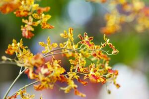 de cerca de uno de el hermosa Colombiana orquídeas. el flores festival desde Medellín en Colombia foto