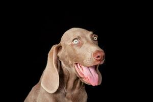 Beautiful green eyed Weimaraner puppy isolated on black background. photo