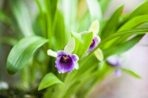 Closeup of one of the beautiful Colombian orchids. The Flowers Festival from Medelln in Colombia photo