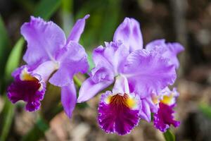 Closeup of one of the beautiful Colombian orchids. The Flowers Festival from Medelln in Colombia. Orchid belonging to cattleya genus photo