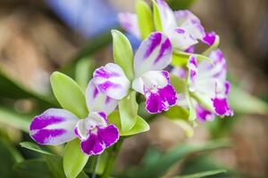 Closeup of one of the beautiful Colombian orchids. The Flowers Festival from Medelln in Colombia. Orchid belonging to cattleya genus photo