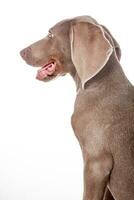 Beautiful green eyed Weimaraner puppy isolated on white background. photo