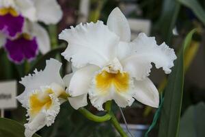 Closeup of one of the beautiful Colombian orchids. The Flowers Festival from Medelln in Colombia. Orchid belonging to cattleya genus photo